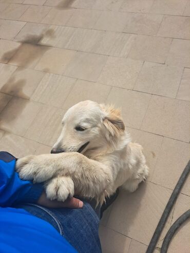 İtlər: Retriever, 6 ay, Erkek, Peyvəndli, Ünvandan götürmə