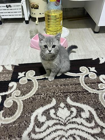 Кошки: Шотландская, Самка, Самовывоз — 2