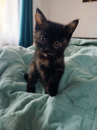 кошка домик: 3 айлык, Ургаачы, Лотокко барууга үйрөтүлгөн