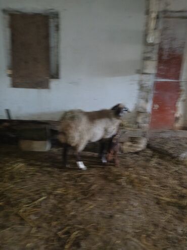 Qoyunlar, qoçlar: Ana bala 380man 3cu qarlndl dogur. bașqa bogaz heyvanlarlmda — 4