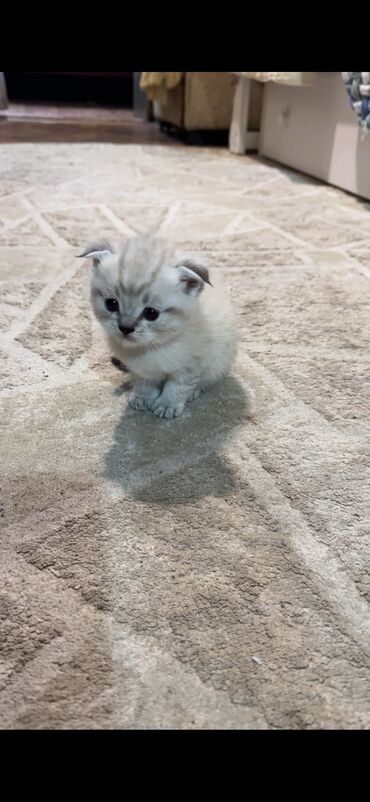 экзотическая короткошёрстная кошка: Скотиш Фолд (Шотландская вислоухая), 1 месяц, Девочка, Серебристая шиншилла, Приучена к лотку, Проглистована, С прививками