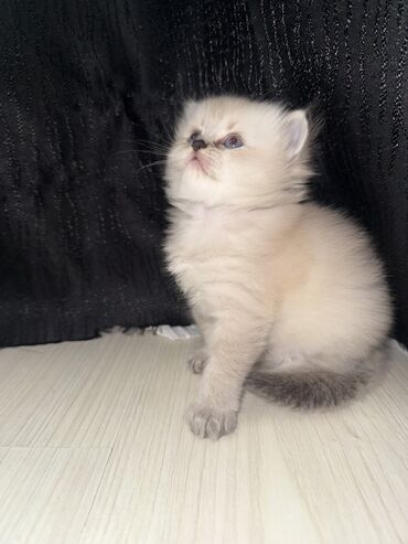 pişik eşyaları: Şinşilla, Dişi, Yaxşı əllərə, Ünvandan götürmə, Ödənişli çatdırılma