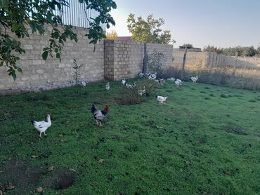 Toyuqlar: Toyuq, Damazlıq, Ünvandan götürmə — 5