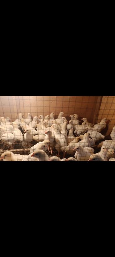 купить перепелиные яйца инкубационные: Продаю цыплят породы Адлер. чистокровные. ни с кем не смешанные. 1