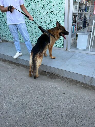 kilo ver чай отзывы: Tecili afcarka satılır.10 aylıqdır. Peyvendleri vurulub.Ciddi alici lalafo.az -da kilo ver чай отзывы: Tecili afcarka satılır.10 aylıqdır. Peyvendleri vurulub.Ciddi alici