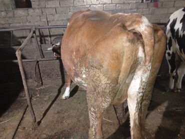 Inəklər, öküzlər: Salam gördüyünüz ineyler satılır boğaz balı super heyvanlardi — 4