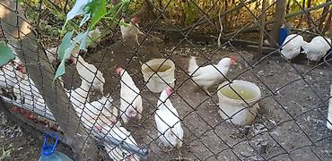 ящики для цыплят: Продаю | Куры | Домашняя | Несушки — 2