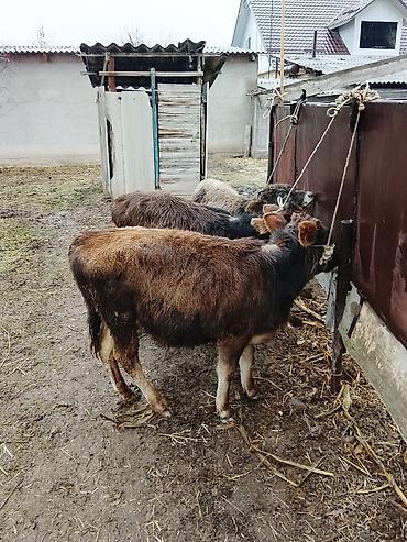 Коровы, быки: Продаю | Музоо, торпок | Полукровка | На откорм | Привязанные — 9