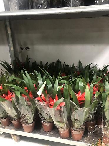 Другие комнатные растения: Комнатные растения в горшках — декоративные и фруктовые 1) Карликовый — 20