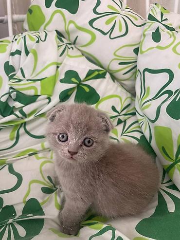 купить зернодробилка: 🐱💕 Продаются очаровательные котята! 💕 Милые, красивые и очень — 2
