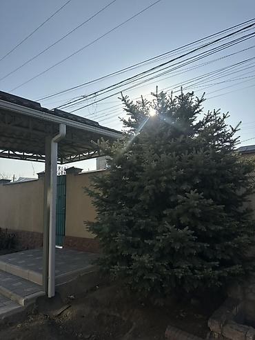 Елка голубая (ель колючая, Picea pungens), взрослая, сформированная