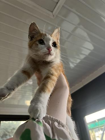 животные кот: Кошка даром: Беспородная, 3 месяца, Мальчик — 6