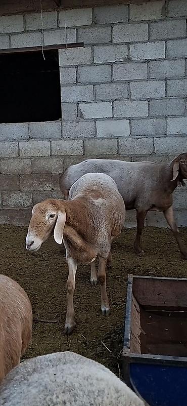 Продам с/х животных: Продаю | Овца (самка) | Для разведения | Племенные — 3