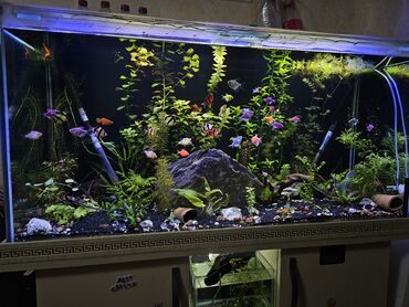 akvarium baliqlari haqqinda melumat: Тернеция, Мирные, Платная доставка, Самовывоз