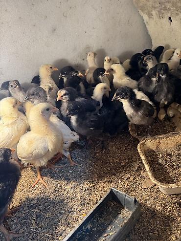 Птицы: Продаю цыплят — 6