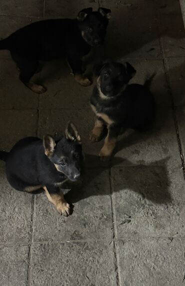 it şekli: Alman çoban iti, 1 ay, Dişi, Ünvandan götürmə