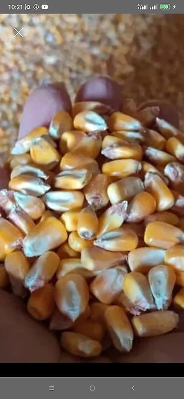 кукуруза селос: Кукуруза На фото представлены зерновые культуры россыпью: - кукуруза — 1