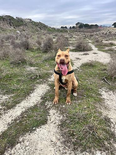 İtlər: Pitbul, 1 ay — 2