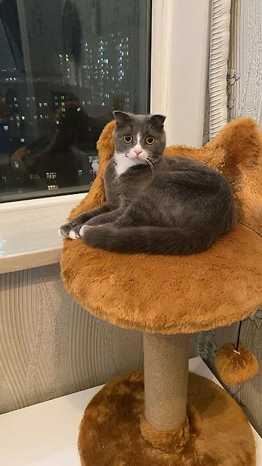 Pişiklər: Britan — 5