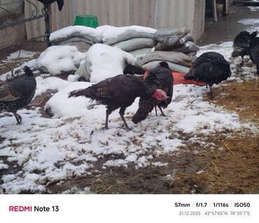 Индюки: Продаю | Индюшка (самка) | Для разведения | Племенные — 4