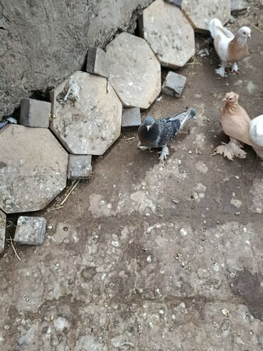 продам индюков: Продаю турецкую таклу забивные с греблей один 800 сом