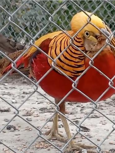tap az goyercin satisi: Qızıl Fazan (Chrysolophus pictus) - Nadir dekorativ quş növü, parlaq — 3