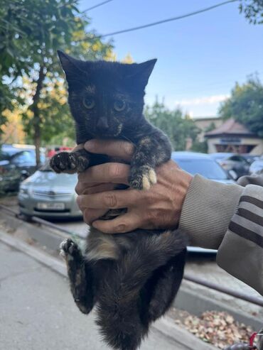 отдам в добрые руки котенка: Кошка даром: Беспородная, Девочка