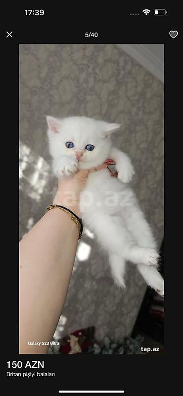 Pişiklər: Şinşilla, Dişi — 16