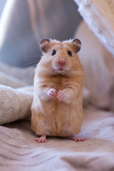 satilik inekler: Продаются хомяки ещё детеноши 
Hamsterlər, hələ körpələr, satılır