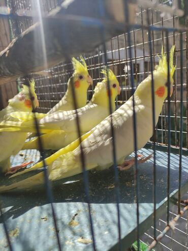 Quşlar: Erkəy disi 3 ayliq baladilar cox super quşlardi Ana atasi məndədi