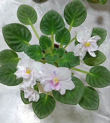 Фиалки и глоксинии: 🌱🌺🌱 Продаю сортовые ДЕТКИ стандартных фиалок🌱🌺🌱. Цены от 80-150 сом — 3