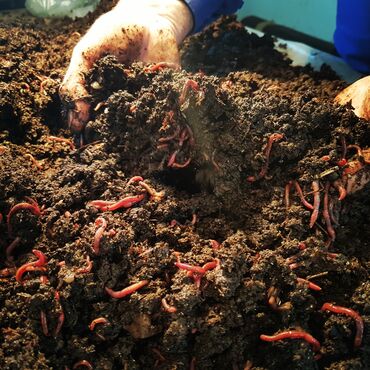 Грунт, чернозем: Биогумус. Соолжан колифорнический черви. Сатылат продается. и — 9