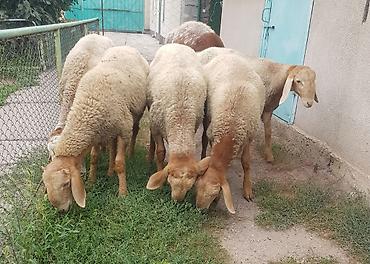 хатико собака: Продаю | Баран (самец) | Арашан — 1