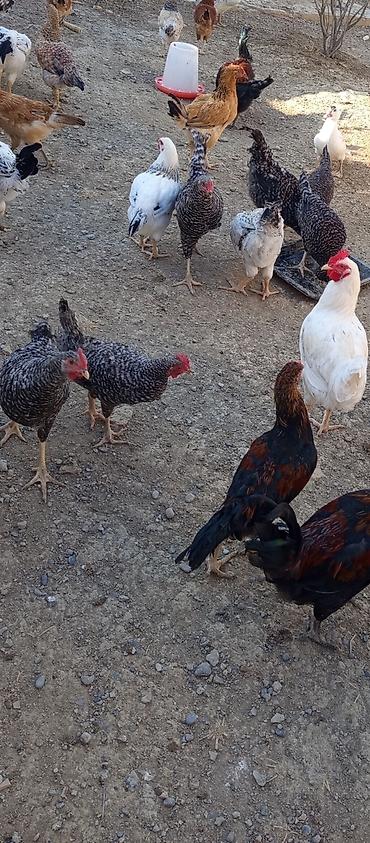 cücə və xoruz təmsil: Xarkov 4 ayliq toyuqu xoruzu tam sağlam vaksinleri vitaminleri — 1