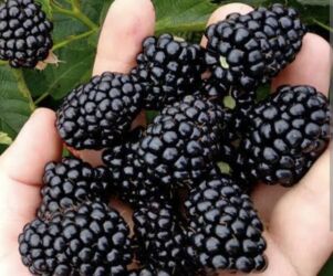 микрозелень цена бишкек: Продается домашняя замороженная ежевика. Кг 350с. Отлично подойдет для