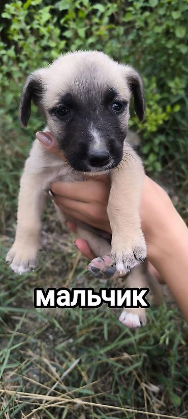 токмок собака: Щенки метисы, возраст примерно 1–1,5 месяца. В помёте есть мальчик — 1