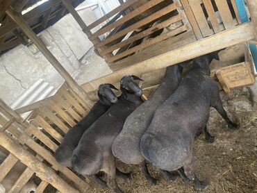 Бараны, овцы: Продаю кочкоров откормленных