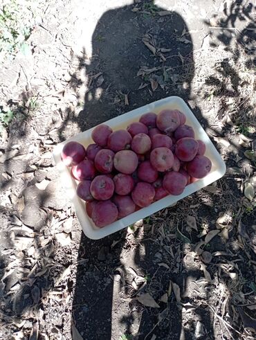 алма голден: Яблоки оптом. 50 сом кг. превосход и апорт. адрес: Токмак с. Шамшы