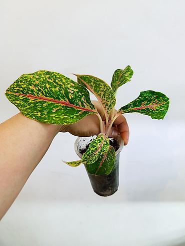 Драцены и Сансевиерии: Драцена (разные виды, в горшках) находится в Кара Балте - Эффектные — 17