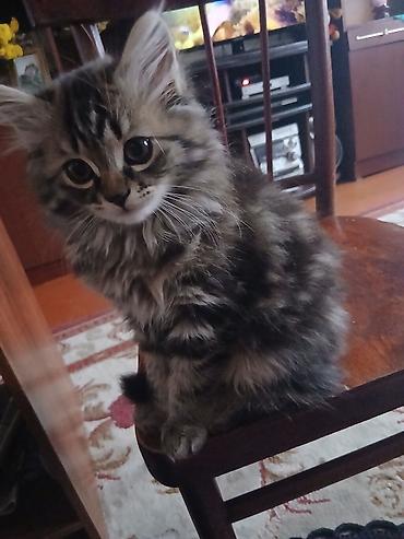 куда можно отдать кошку: Кошка даром: Беспородная, 3 месяца, Девочка, Приучена к лотку, Проглистована — 1