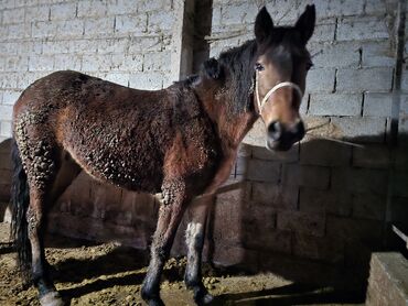 Лошади, кони: Продаю | Кобыла (самка) | Рабочий — 16
