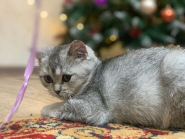 красивые котенки: Продаю котенка скотиш страйт (девочка), 5 месяцев. вакцинирована