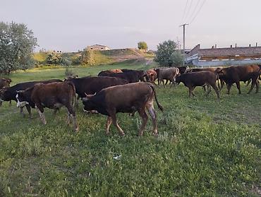Коровы, быки: Продаю | Бык (самец) — 4