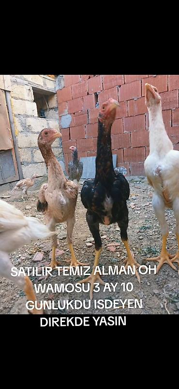 heyvan alqi satqisi: Toyuq, Damazlıq — 5