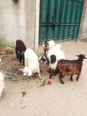 keci pendiri qiyməti: 7 ədədi 
Çəpiş 6 Erkeyi bir dişi
Üstü üstə 125
Razılaşmaq olar — 2