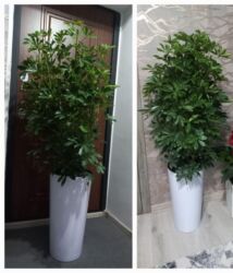 продам топчан бишкек: Горошогу менен гул сатылат.Бийиктиги 150см чыгат.Адрес Ош,Кирпичный at lalafo.kg продам топчан бишкек: Горошогу менен гул сатылат.Бийиктиги 150см чыгат.Адрес Ош,Кирпичный