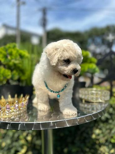 Psi: Bichon Frise štenci U ponudi prelepi, umiljati i razigrani štenci rase — 4