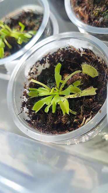 хищные растения: ДЕТКИ Венериной мухоловки (Dionaea muscipula) — хищное комнатное — 3