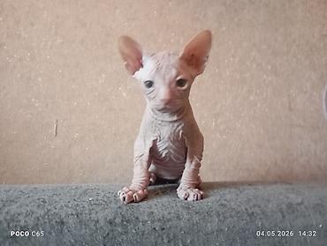 Продажа кошек: Продажа кошек — 2
