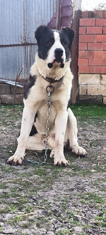 it yuvaları: Алабай, 1 год, Самец, С прививками, Самовывоз, Платная доставка, Доставка в районы